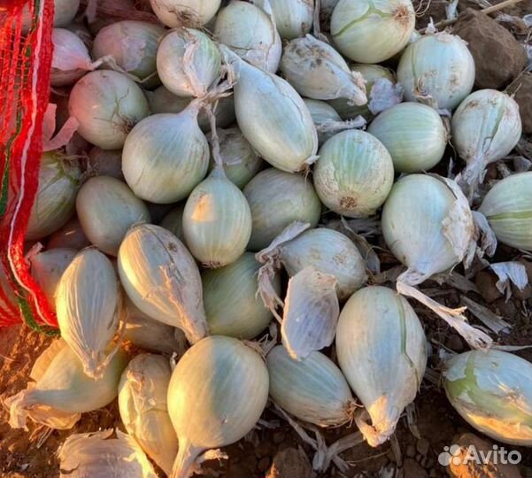 Лук на перо сорт Стардаст