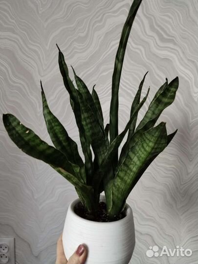 Сансевиерия Javanica