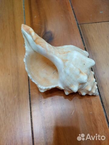 Ракушка средняя