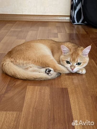 Британская золотая шиншилла кошка