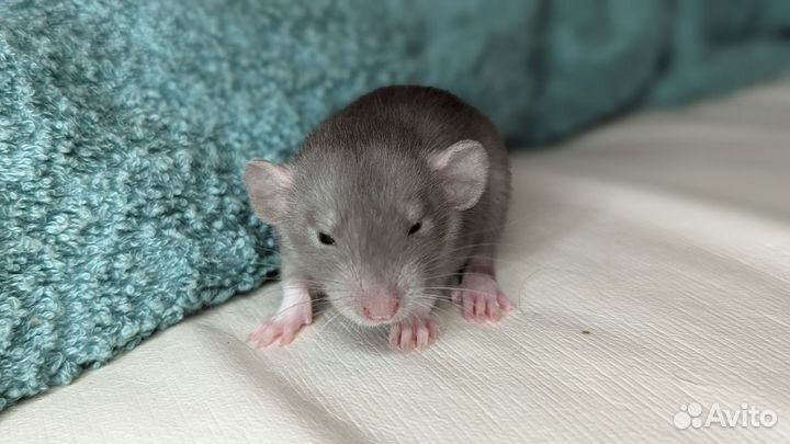 Декоративные крысята