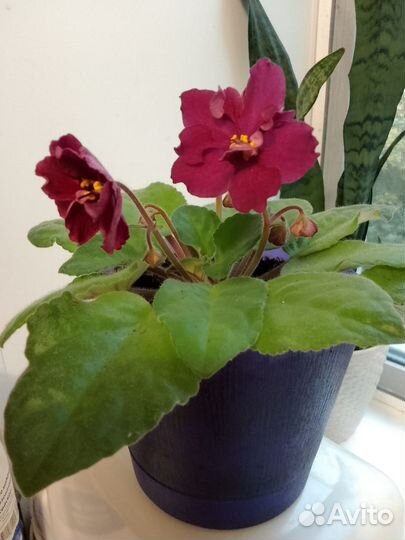 Сортовые фиалки и их детки