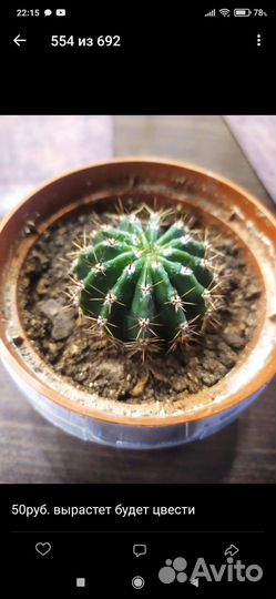 Комнатные цветы