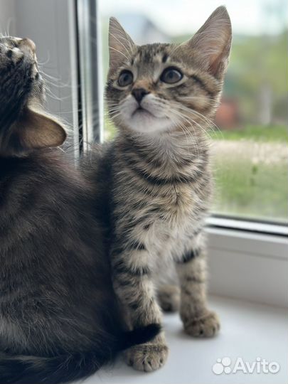 Котята мальчики в добрые руки