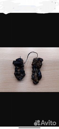 Морской червь