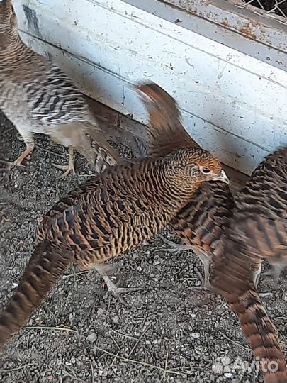 Фазаны (пары)