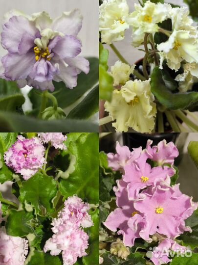 Детки/ стартеры сортовых фиалок