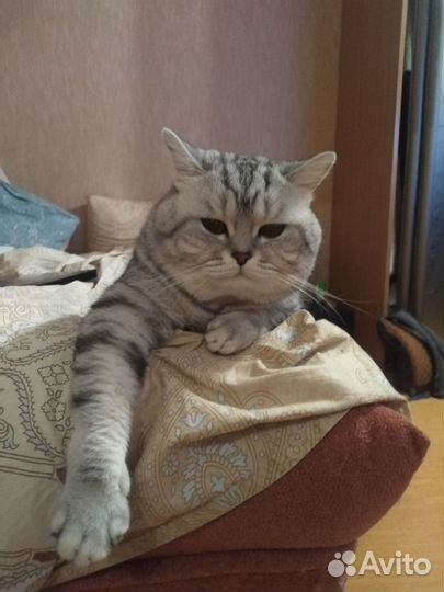 Шотландский кот вязка