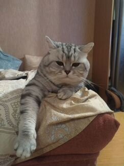 Шотландский кот вязка