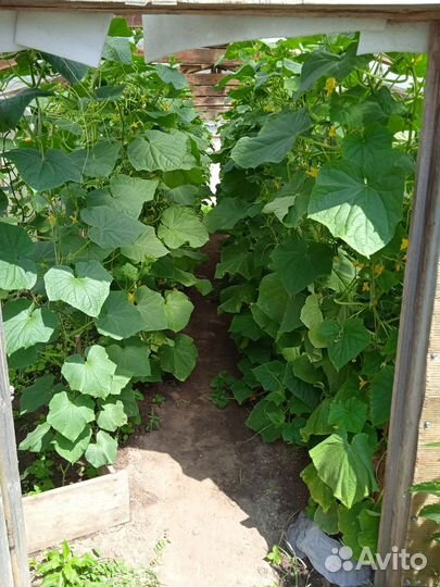 Огурцы свежие, малосольные, солёные домашние