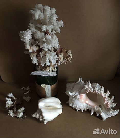 Коралл раковина натуральные морские большие