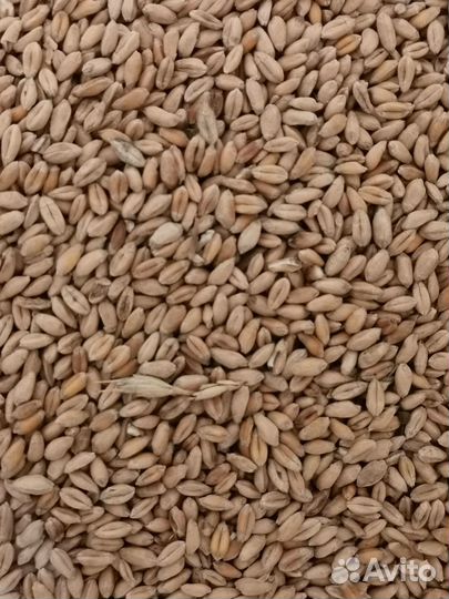 Пшеница фуражная