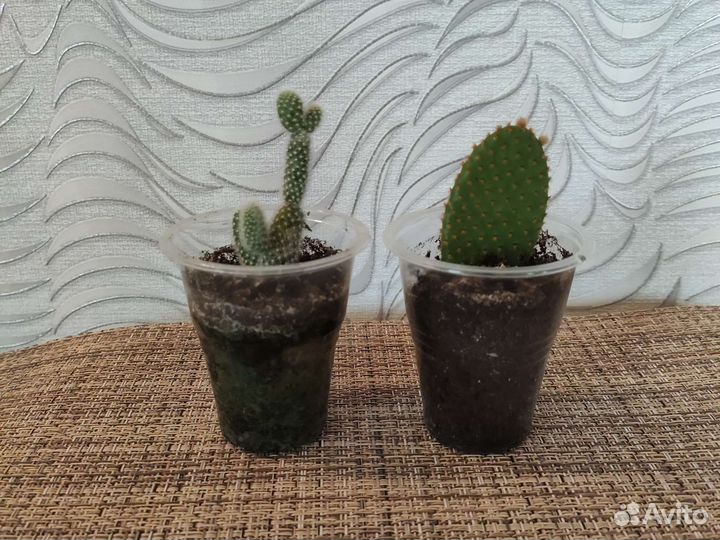 Кактус опунция