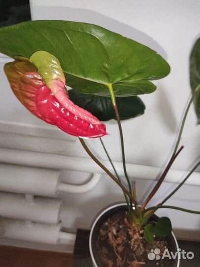 Антуриум цветок