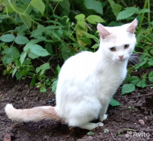 Белый шотландский котик с рыжим хвостом