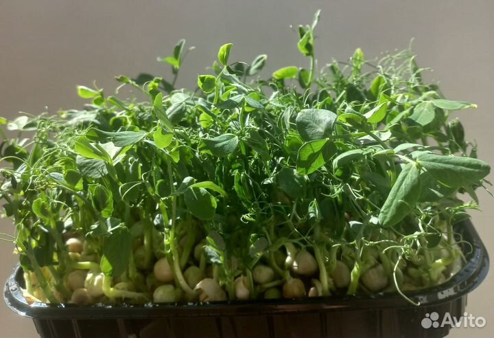 Микрозелень горошка