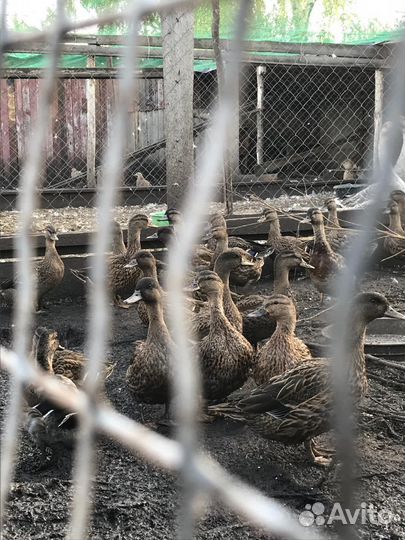 Подсадная утка