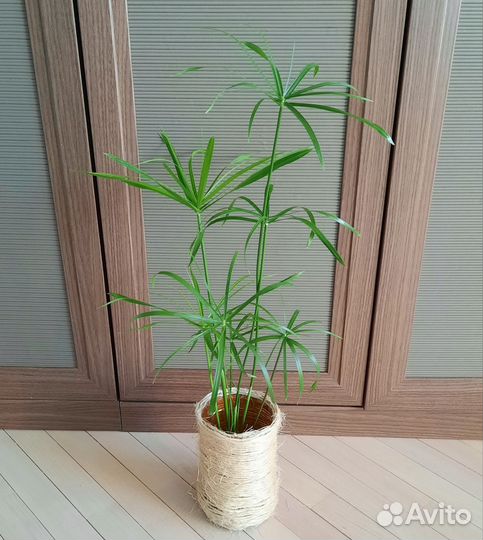 Циперус Гигантский