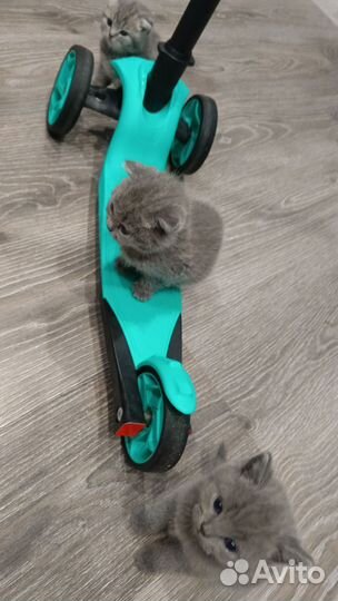 Шотландские котята
