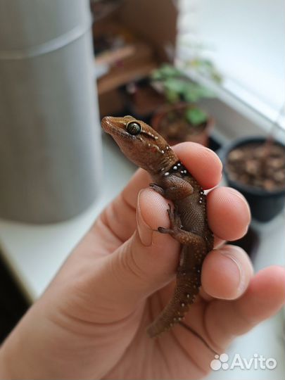 Геккон Triedrus