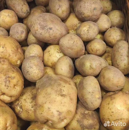 Картофель оптом