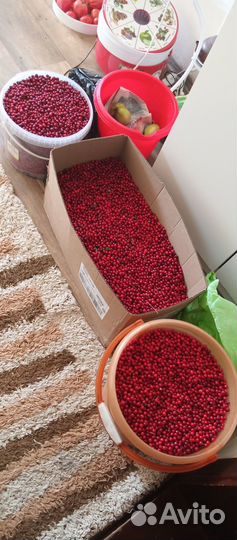 Брусника свежая