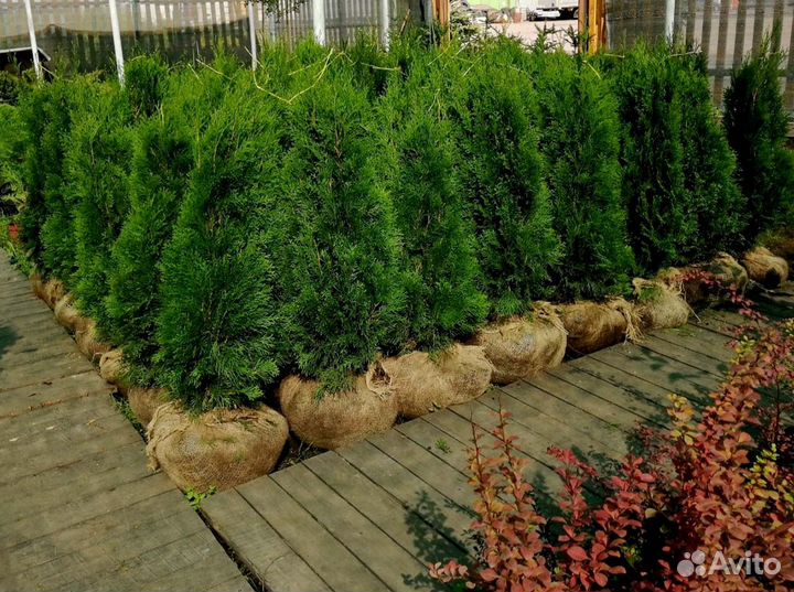 Туя западная Смарагд