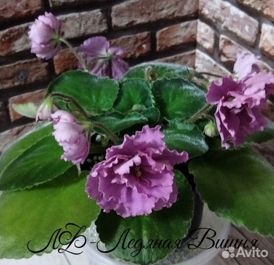 Сортовые фиалки