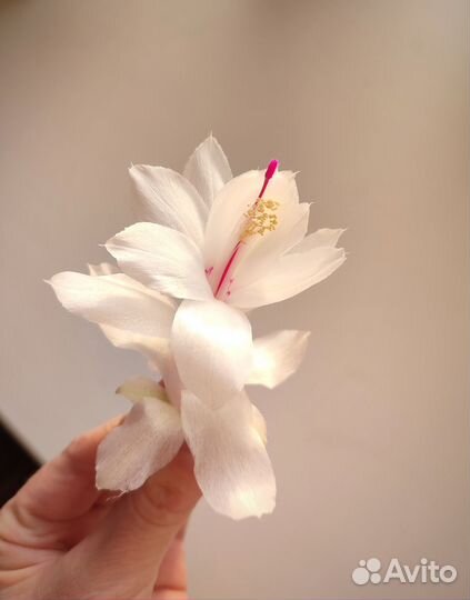 Декабрист шлюмбергера Самба бразиль