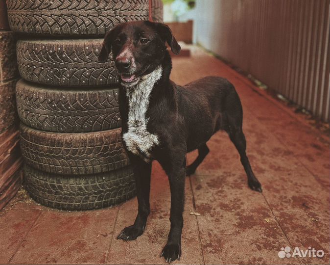 Собака в добрые руки