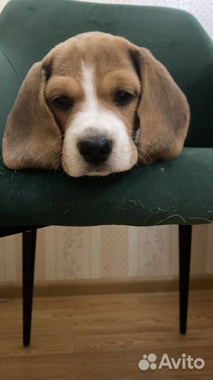 Щенок Бигль