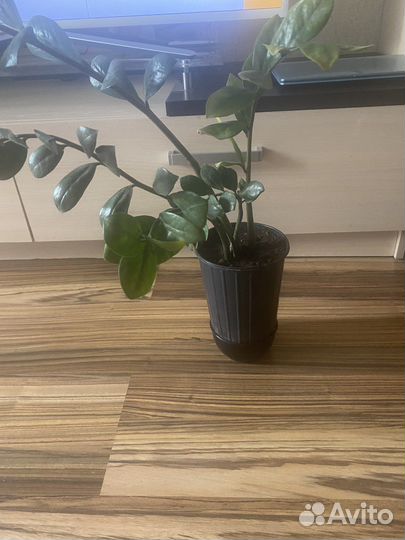 Замиокулькас