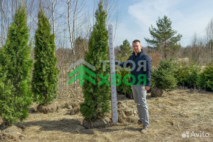 Живая изгородь (выезд замерщика на участок)