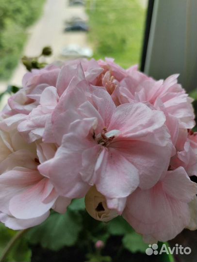 Пеларгония герань