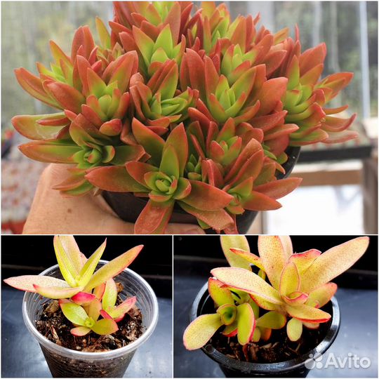 Суккуленты. Крассулы