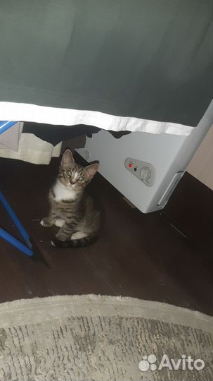 Котики бесплатно в добрые руки