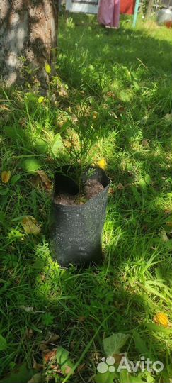 Туя смарагд