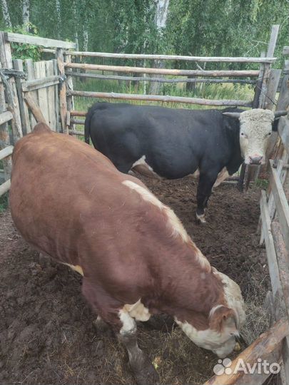 Бычки и быки, телки, 1 год, корова
