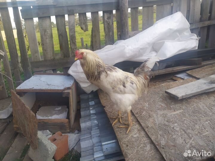 Куры гергебельские, Петух полугергебельский