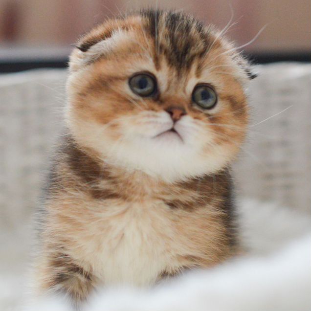 Шотландский вислоухий короткошёрстный котёнок