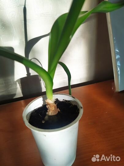 Индийский лук лечебное растение