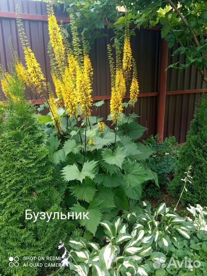 Растения для сада