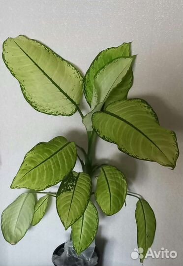 Диффенбахия камилла
