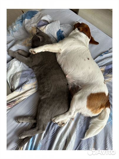 Котик человечный дружен с собаками и кошками