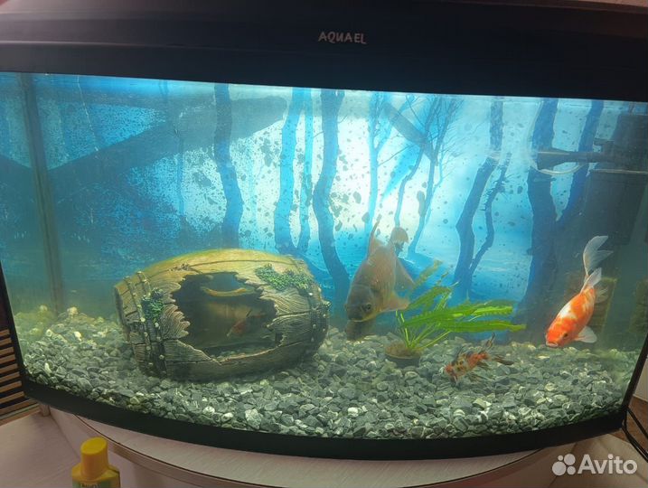 Аквариум
