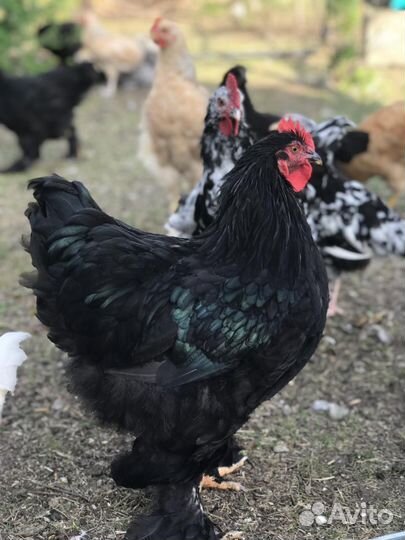 Петухи породы кохинхин