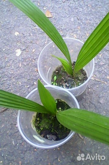 Трахикарпус Форчуна (молодые пальмочки)