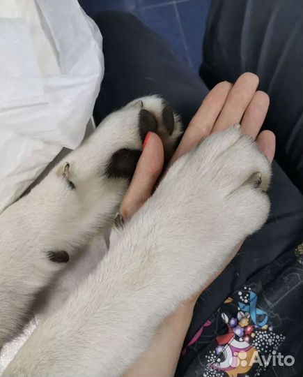 Стерилизация кошек, кастрация кота. Выезд