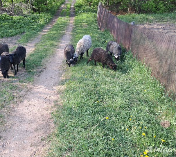 Овцы бараны ягнята