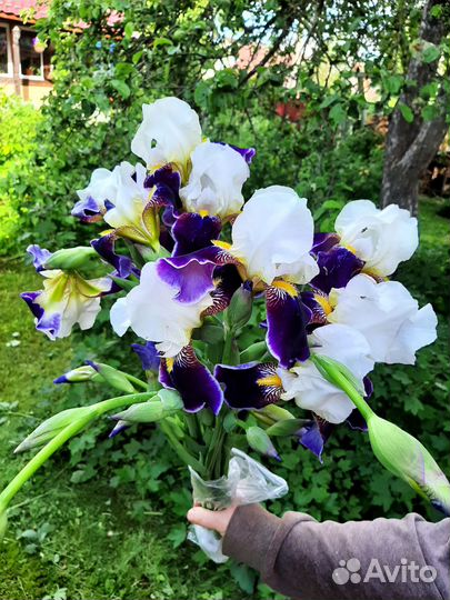 Ирисы бородатые